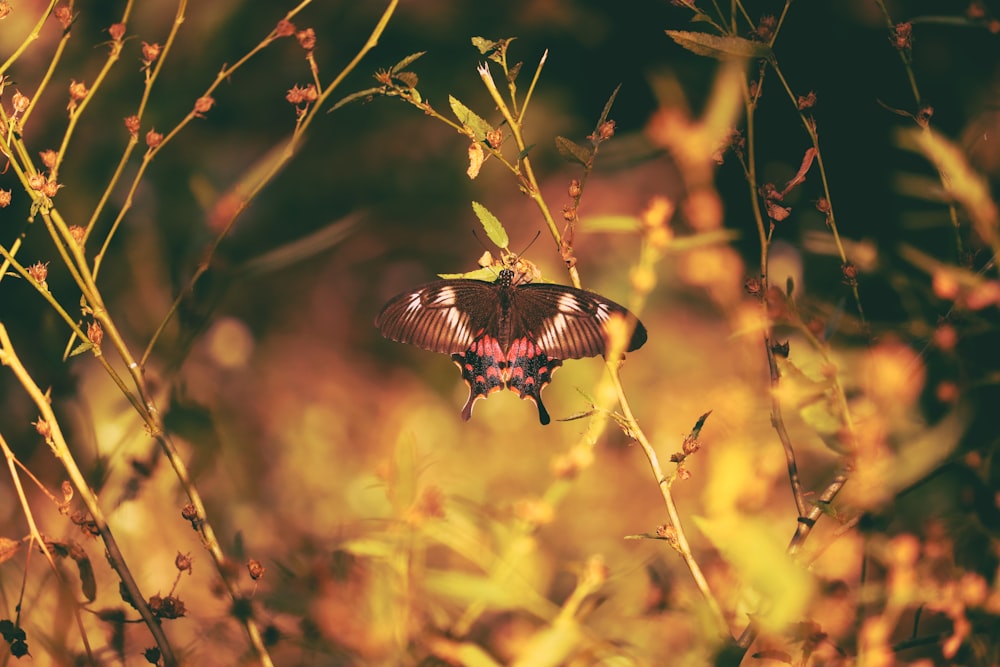 black and white butterfly perched on green plant