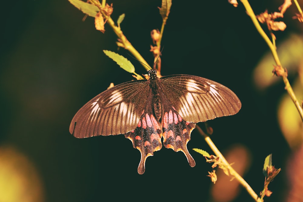 brown and white butterfly on brown plant