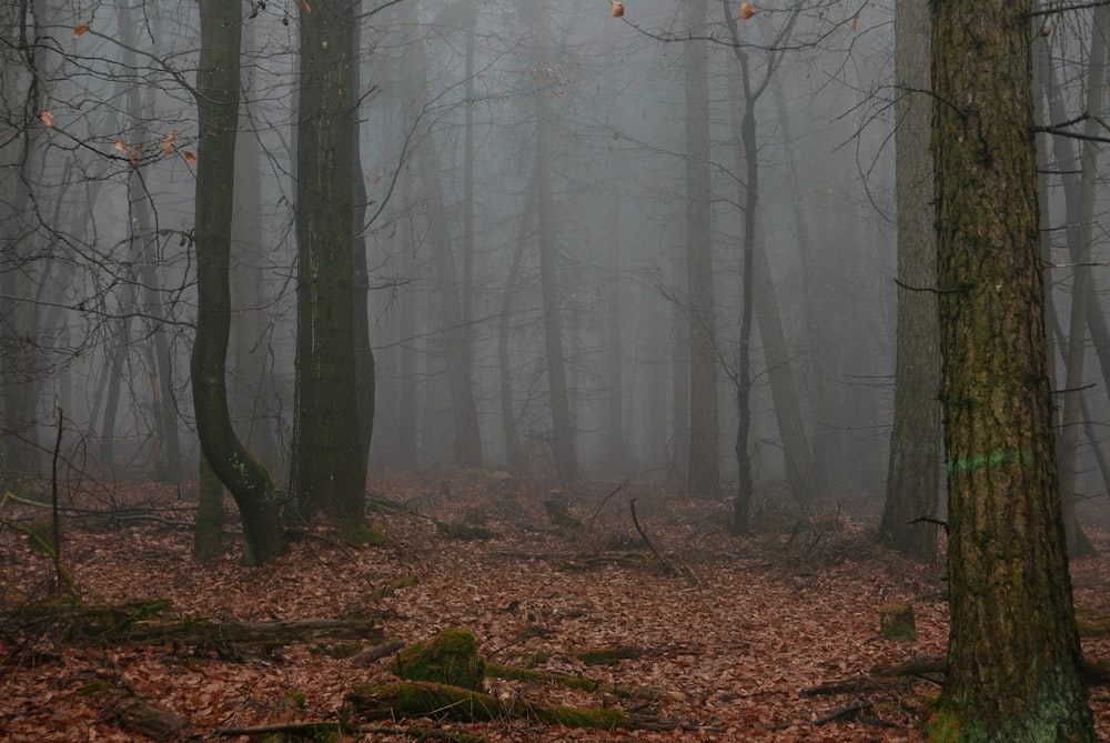 Arbres dénudés couverts de brouillard