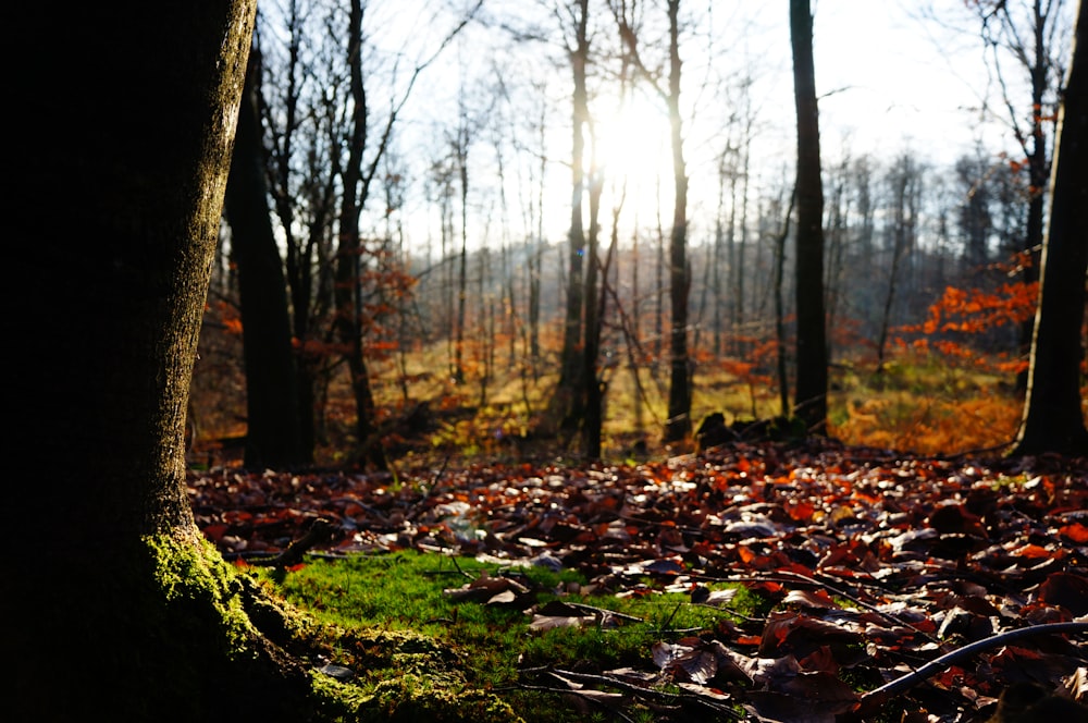 brown dried leaves on ground