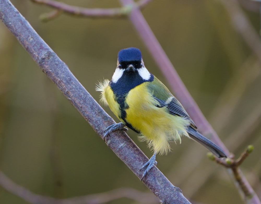 yellow black and blue bird on brown tree branch