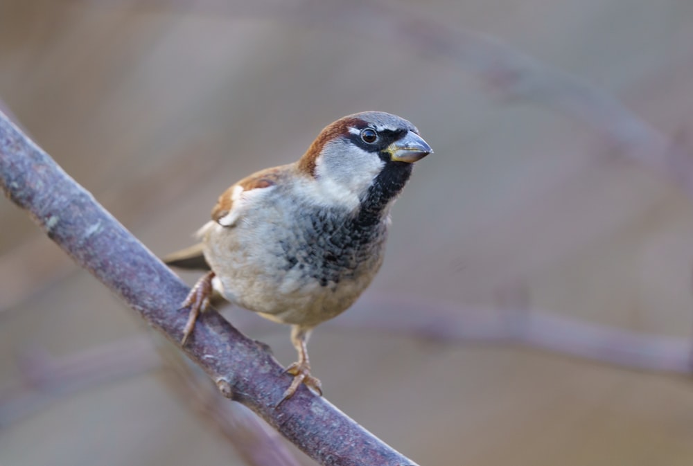 white and brown bird on brown tree branch