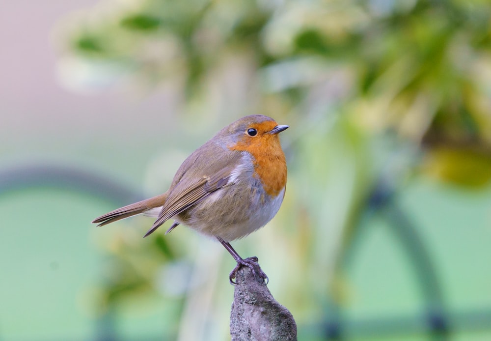 brown and white bird on tree branch