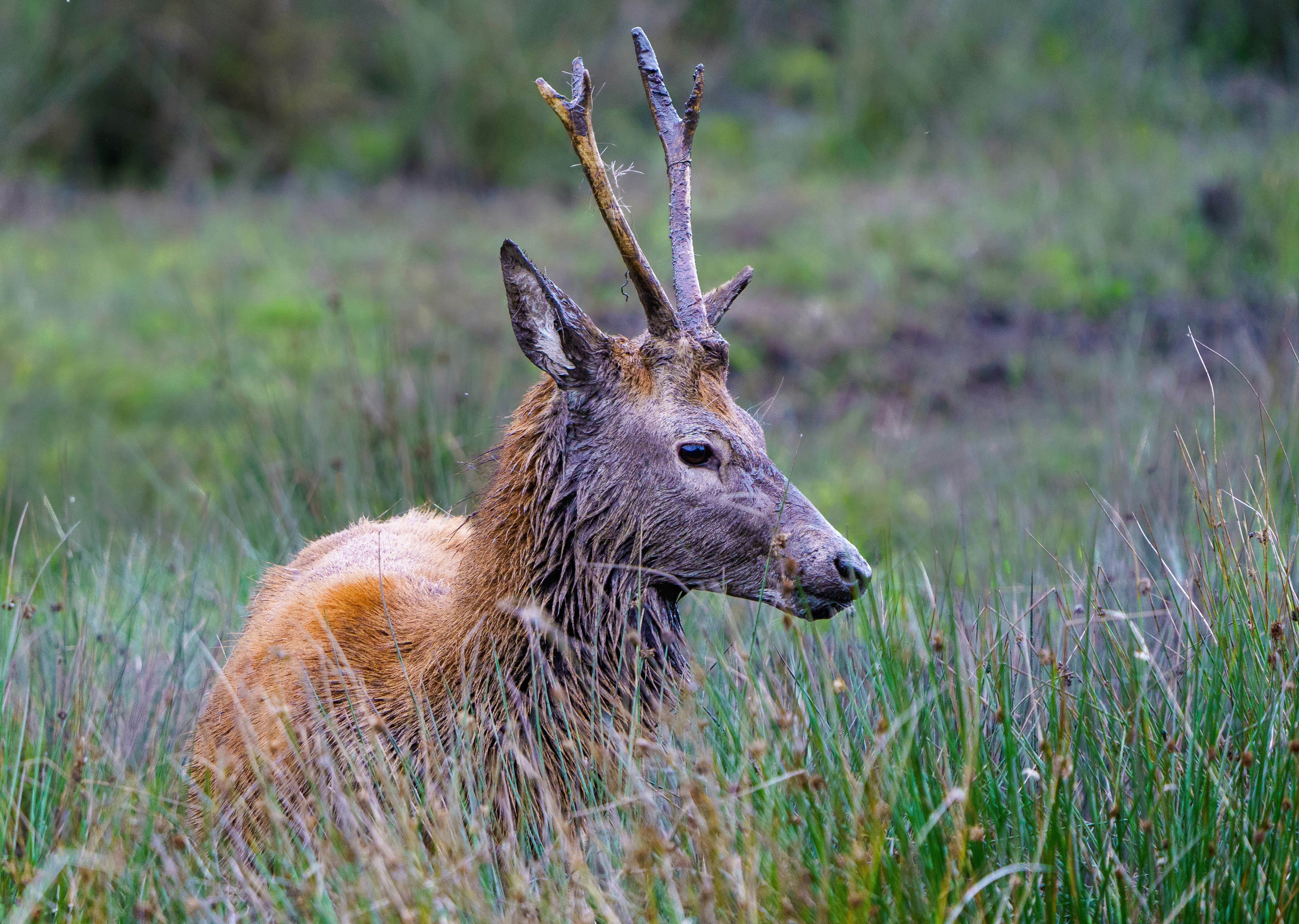 brown deer on green grass during daytime