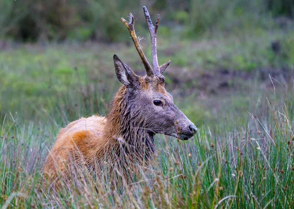 brown deer on green grass during daytime