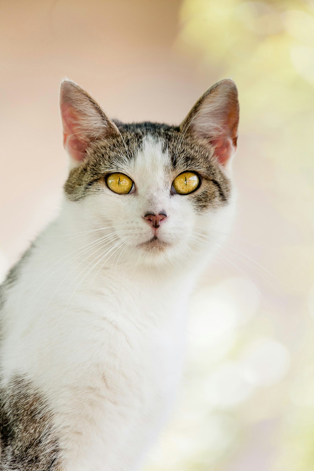 white and black cat in close up photography