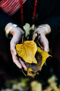 Hands gently releasing autumn leaves into the wind, representing letting go.