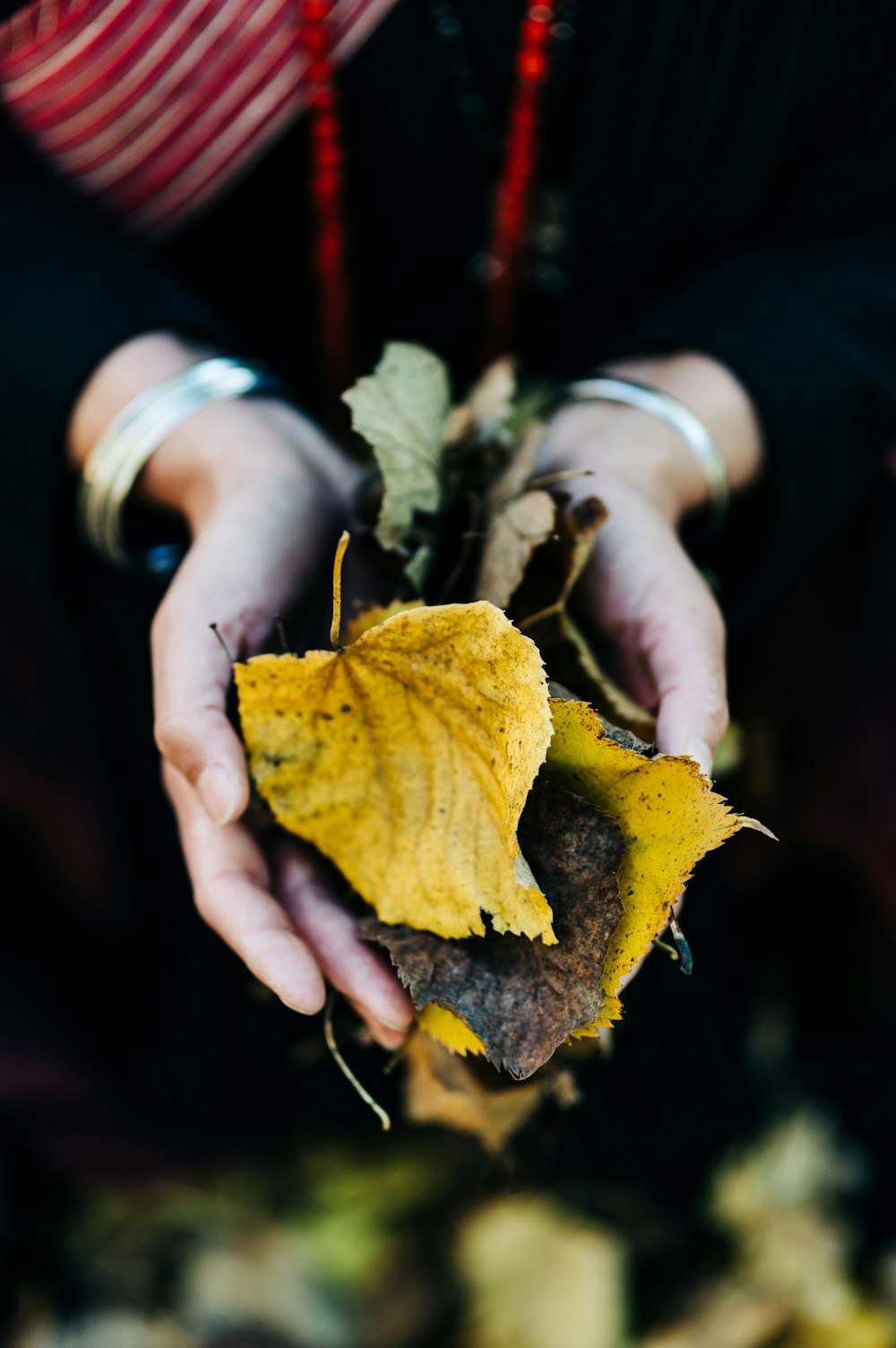 person holding yellow maple leaf