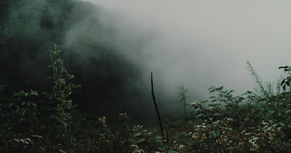 green trees covered with fog