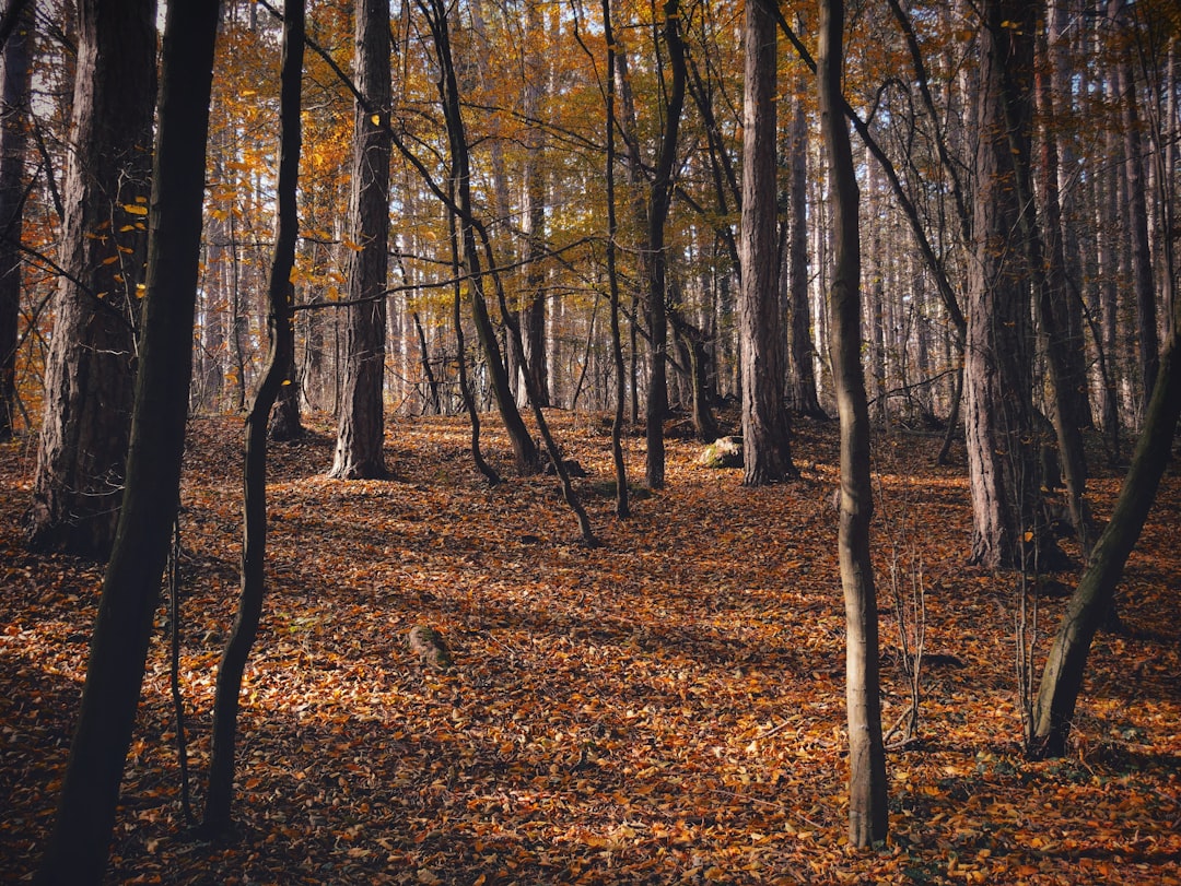 brown trees on brown dried leaves