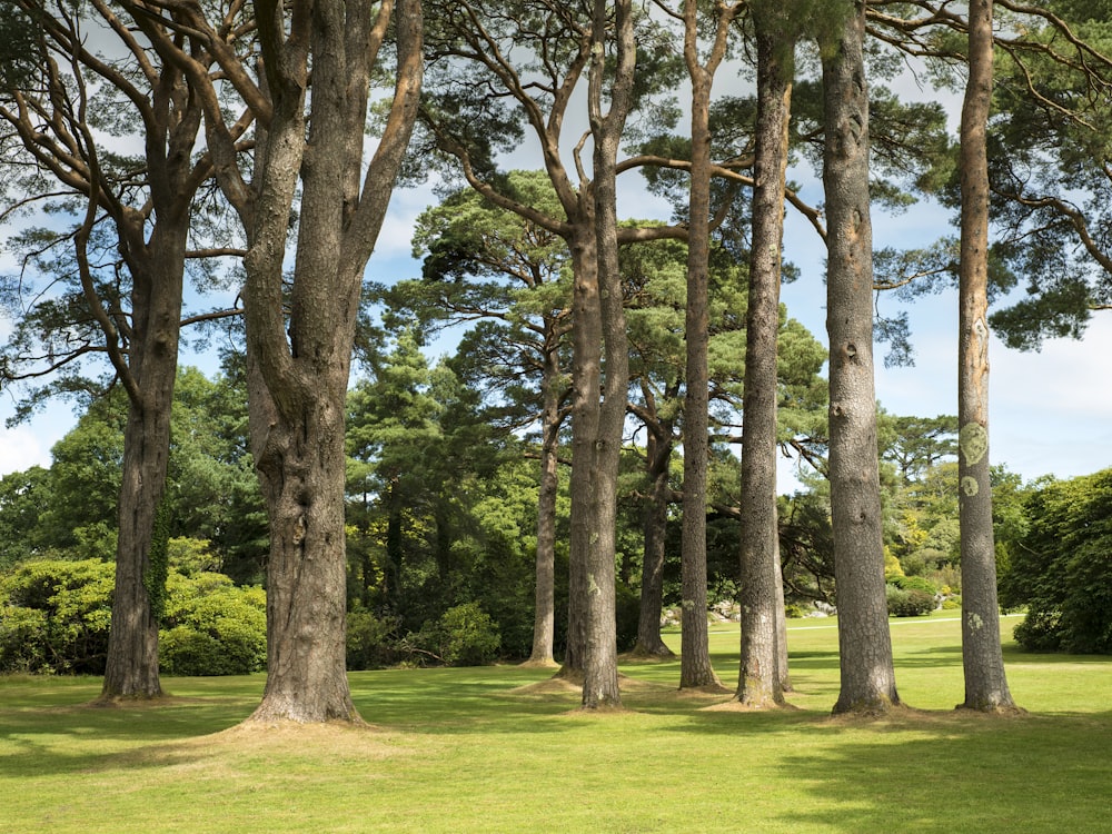 campo di erba verde con alberi durante il giorno