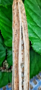 Premium Hybrid Seeds