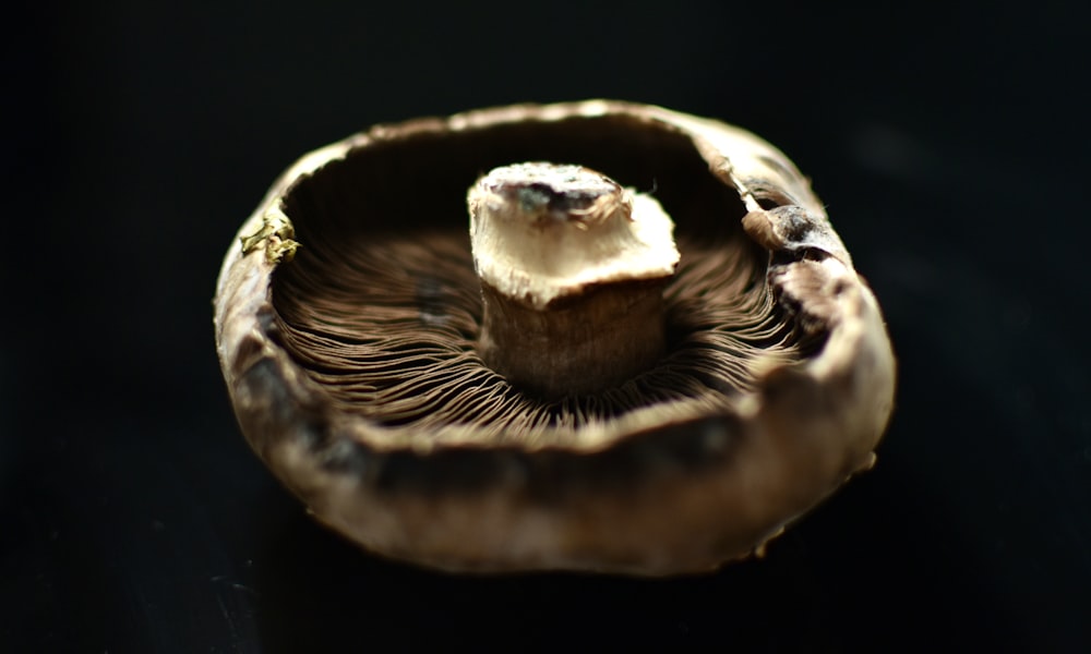 brown and white mushroom in close up photography