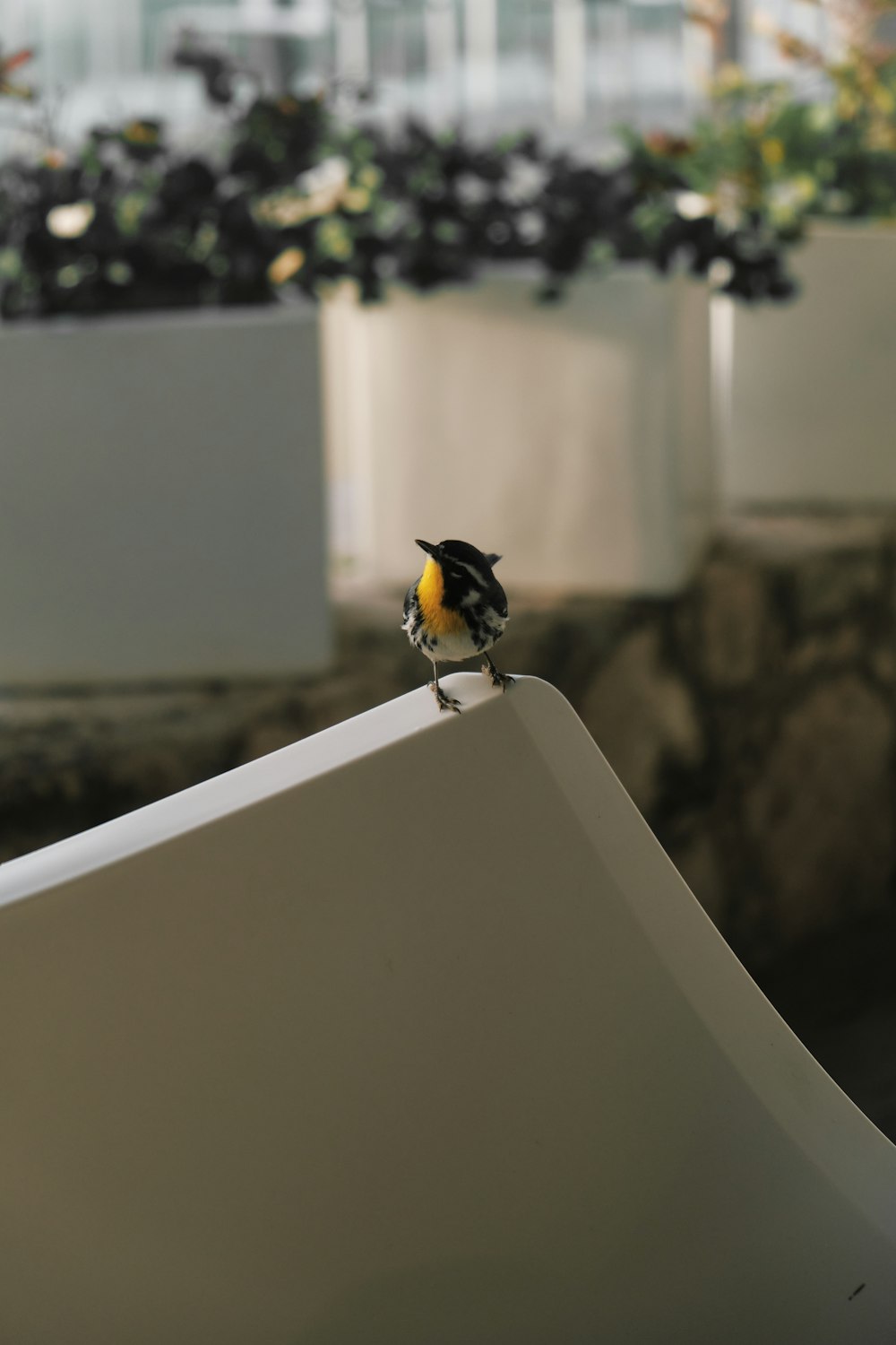 낮 동안 흰색 콘크리트 벽에 검은 색과 노란색 새
