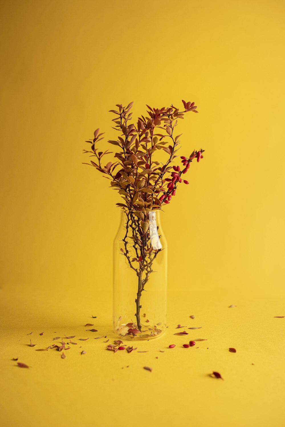 green plant in clear glass vase