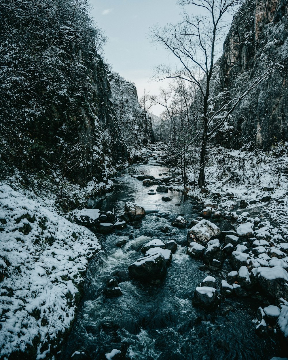 river in between trees covered with snow