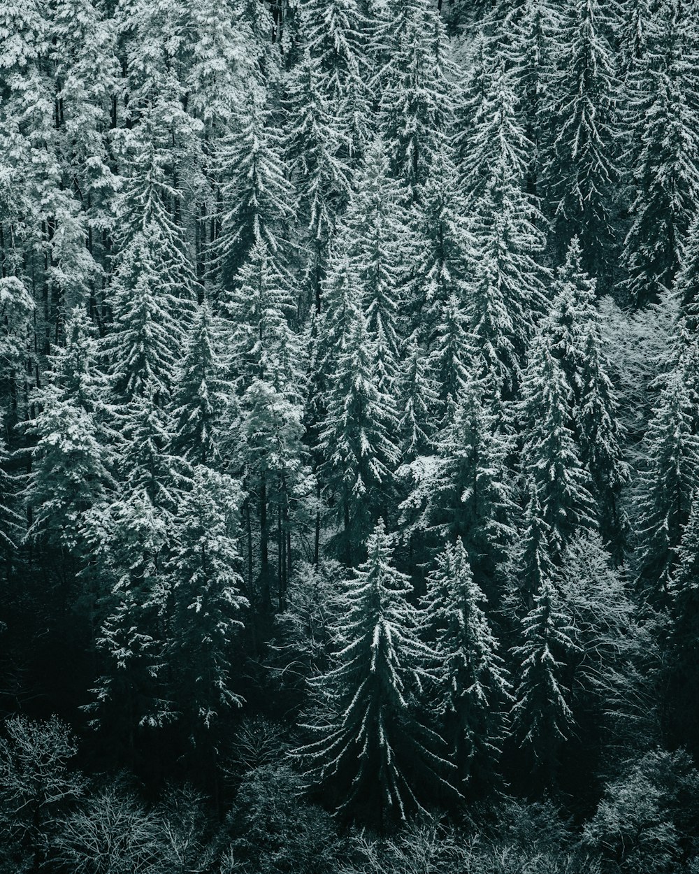 grayscale photo of pine tree