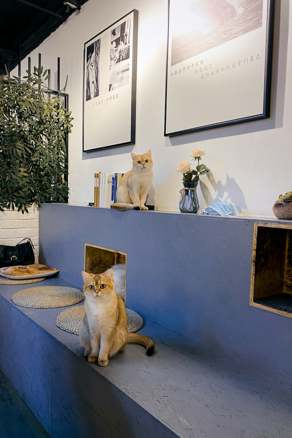 orange tabby cat on blue table