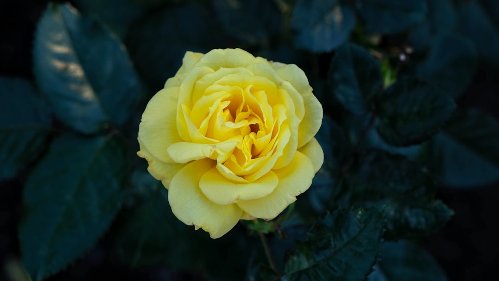 yellow rose in bloom during daytime