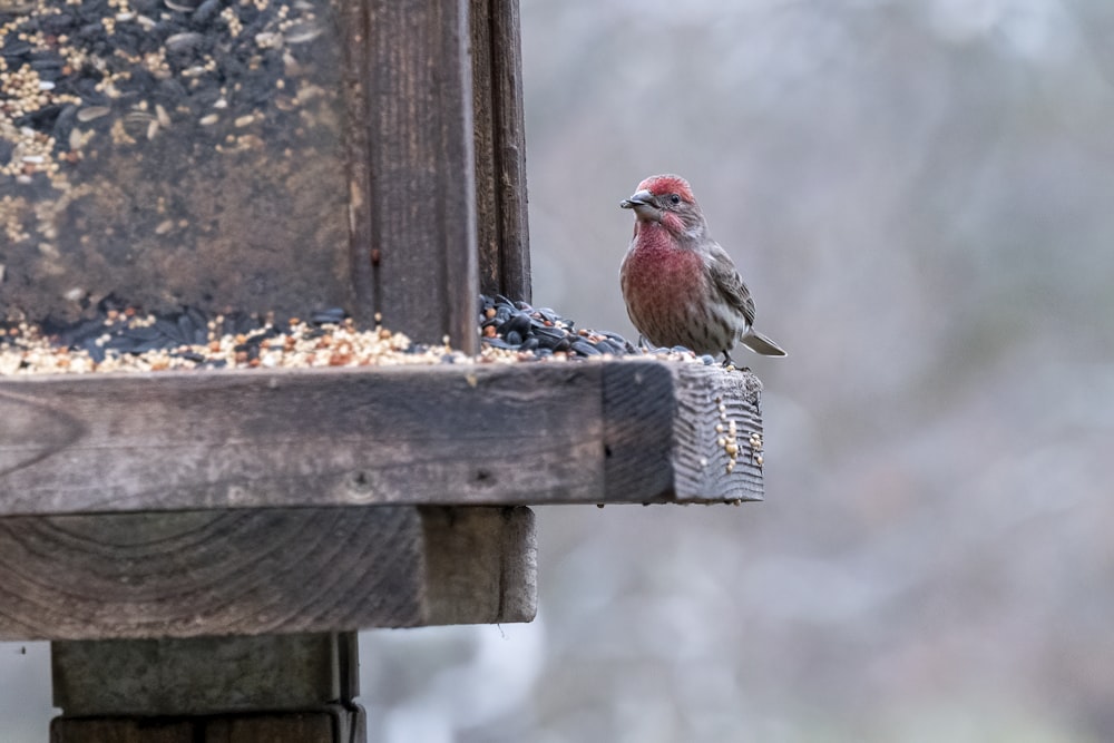 red and brown bird on brown wooden bird house