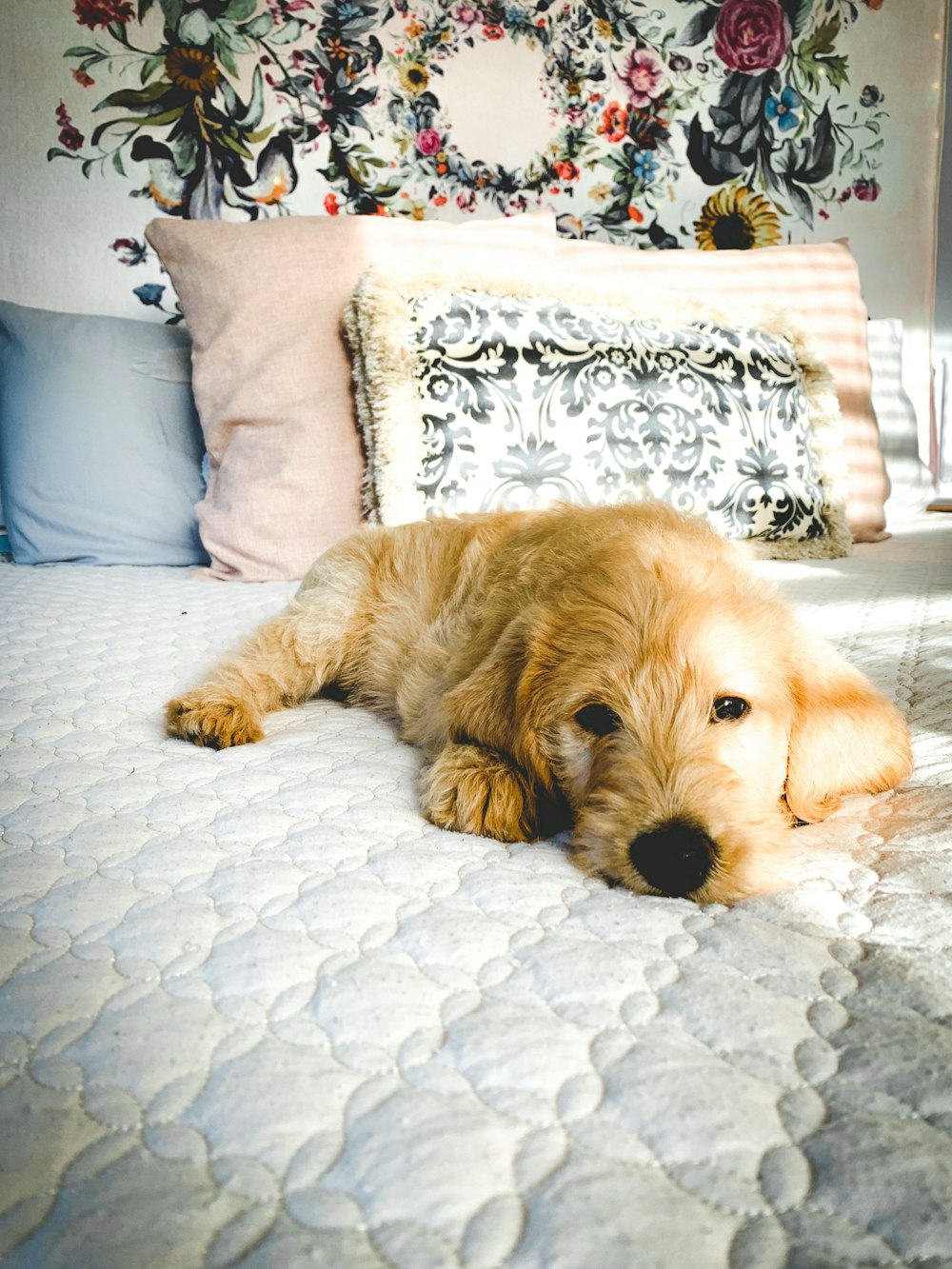 golden retriever puppy lying on white and blue floral bed