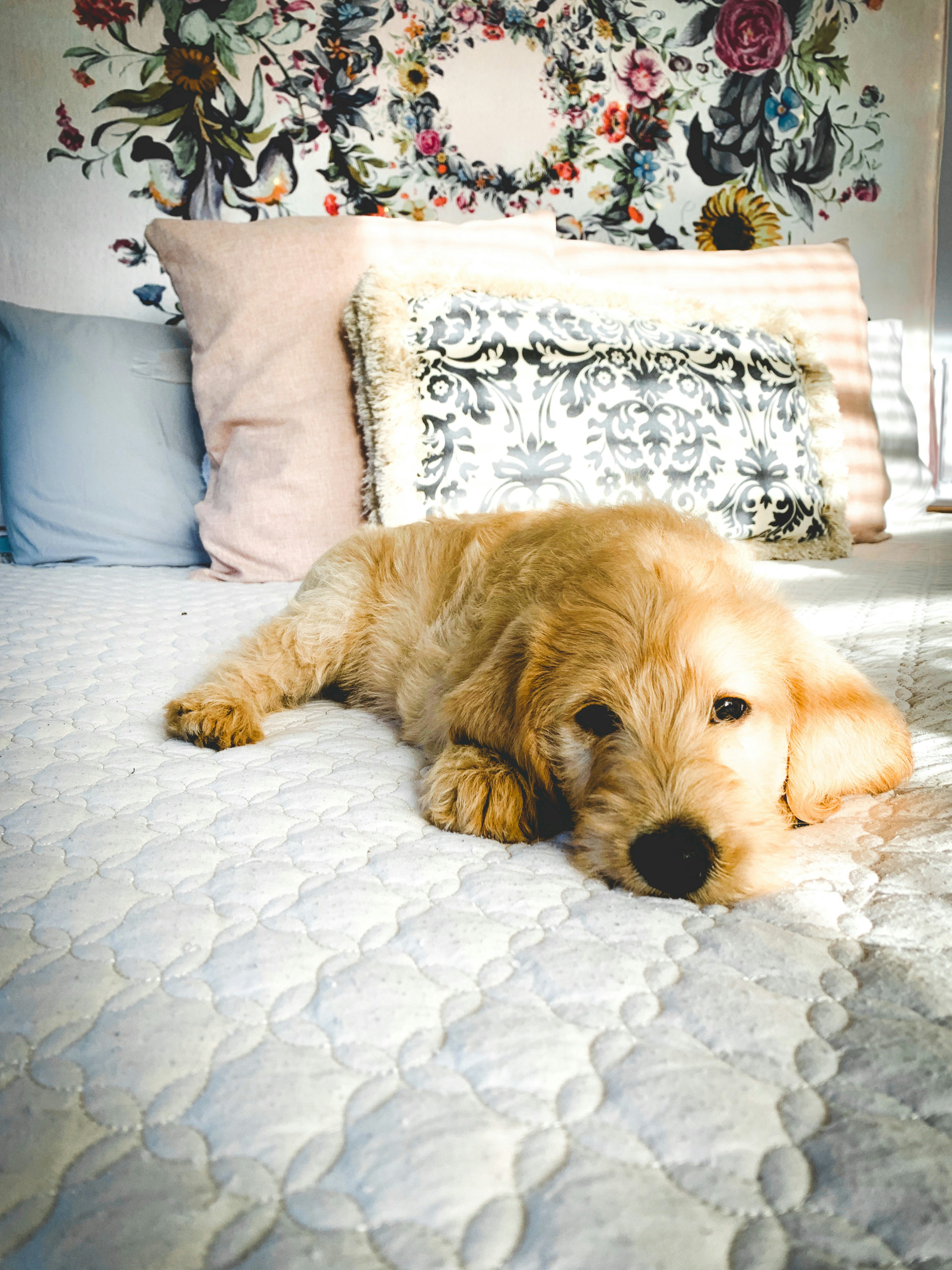 pillows
