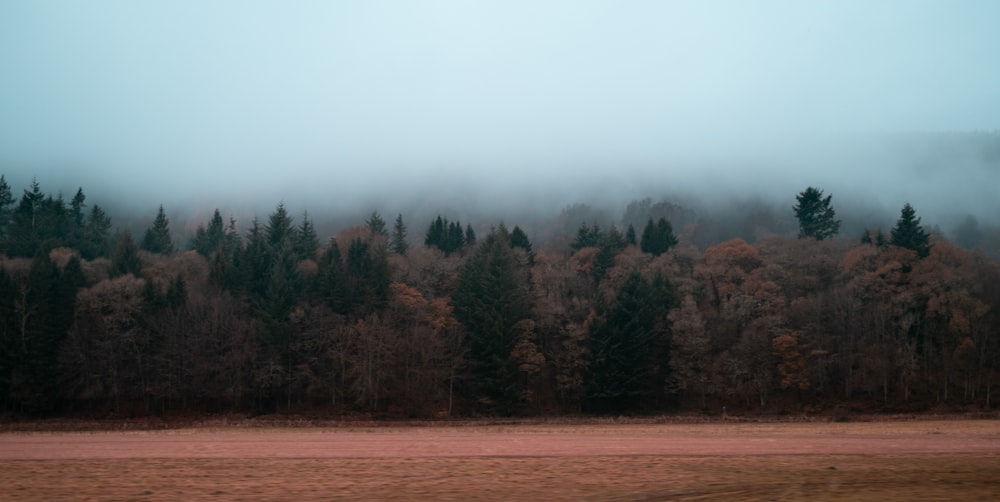 green trees on brown field during daytime