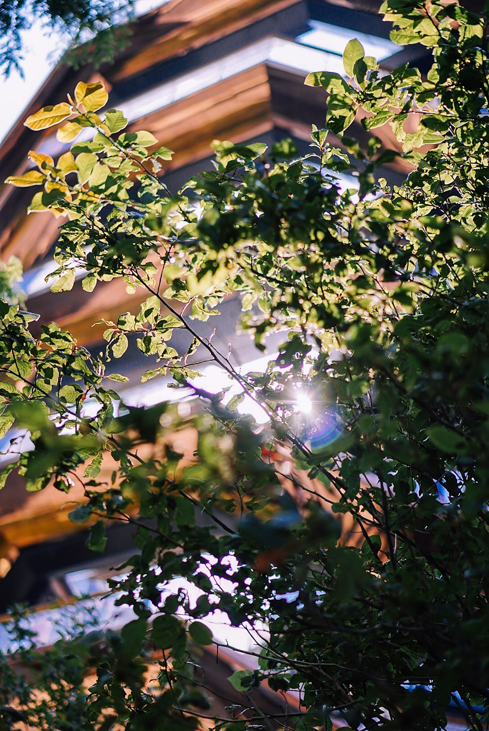 green tree under blue sky during daytime