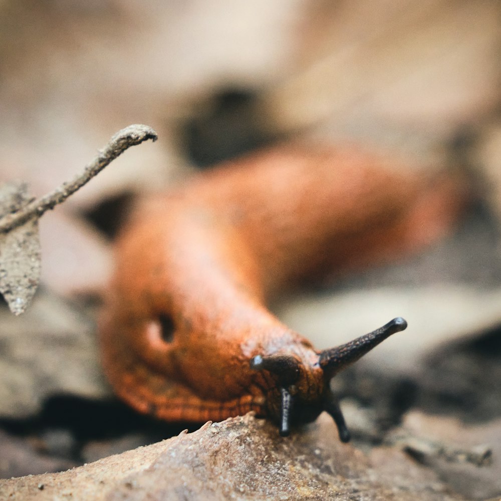 brown snail on gray rock