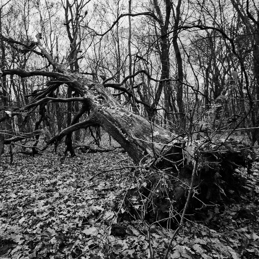 grayscale photo of leafless trees