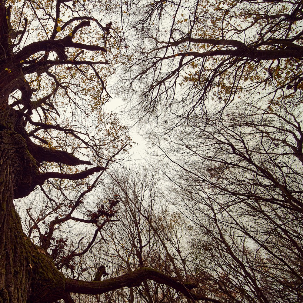 low angle photography of leafless trees