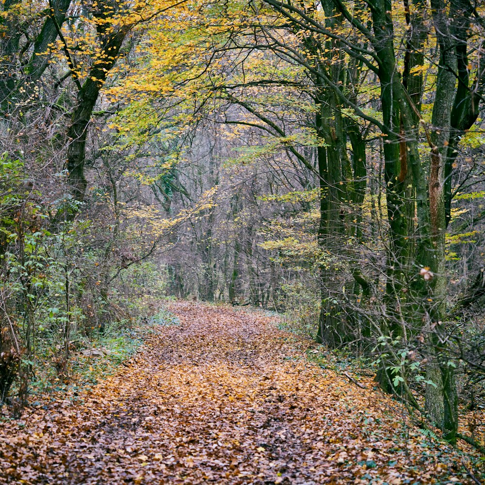 brown dried leaves on the ground