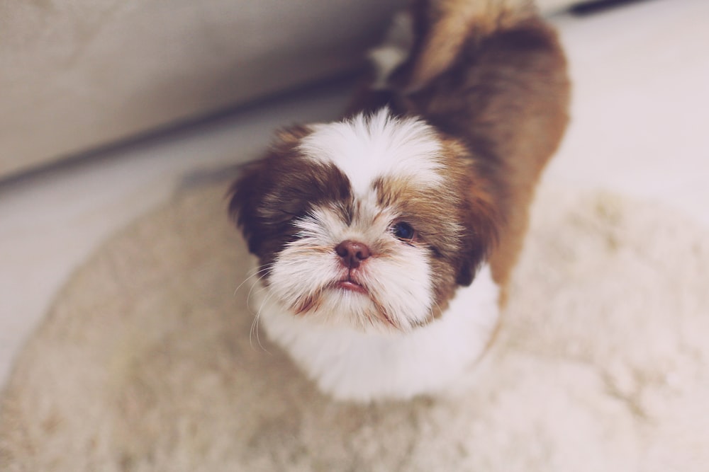 Cachorro de Shih Tzu marrón y blanco