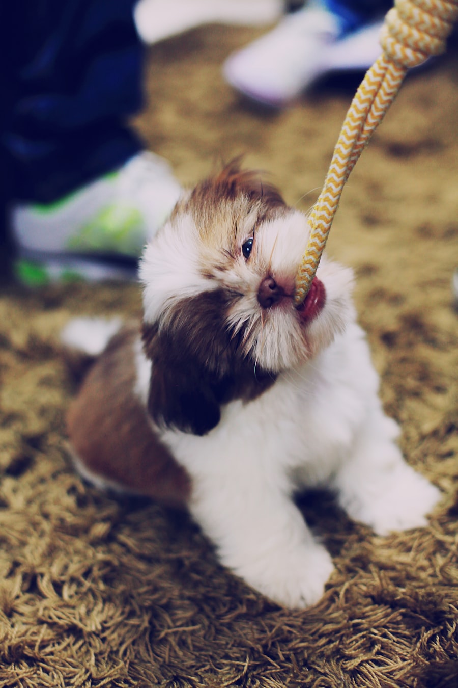Happy golden retriever puppy playing with a chew toy on the grass