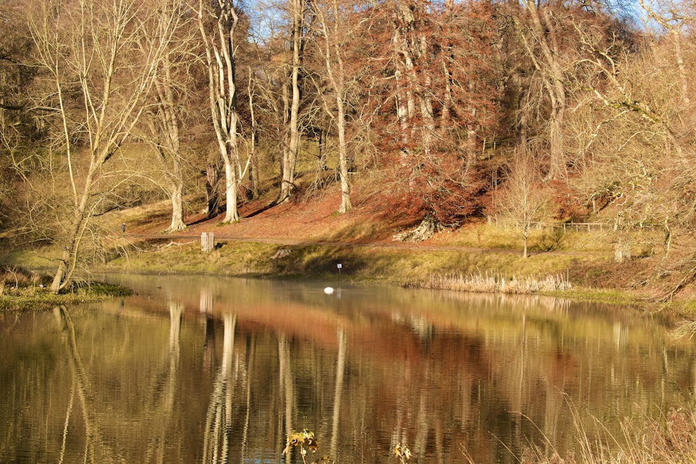 brown trees beside river during daytime