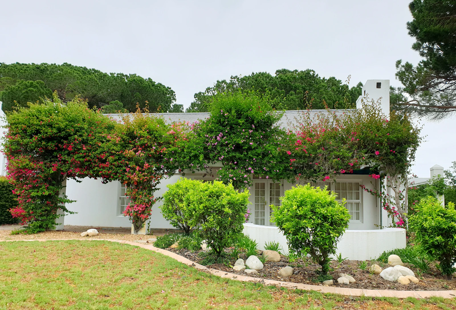 A white Cape home with bougainvillea trained across the roofline, clipped shrubs and a kept lawn