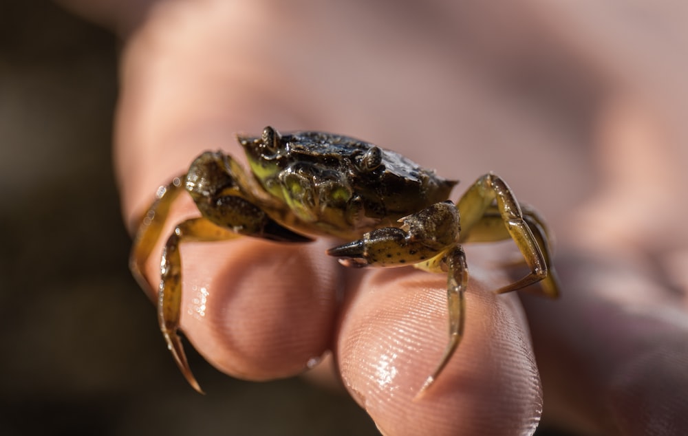 black and brown crab on persons hand