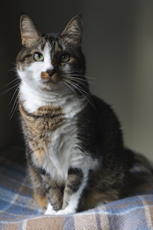 A domestic cat with a striped and white coat sits atop a plaid blanket. The cat has large, attentive green eyes and perky ears, looking towards the light source that highlights its fur.