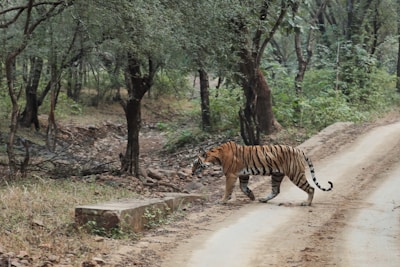 A tiger walks across a dirt path in a forested area. The scene includes dense trees with rich green foliage and a slightly overcast atmosphere. The tiger is mid-stride, showcasing its distinctive orange coat with dark stripes and a focused demeanor.