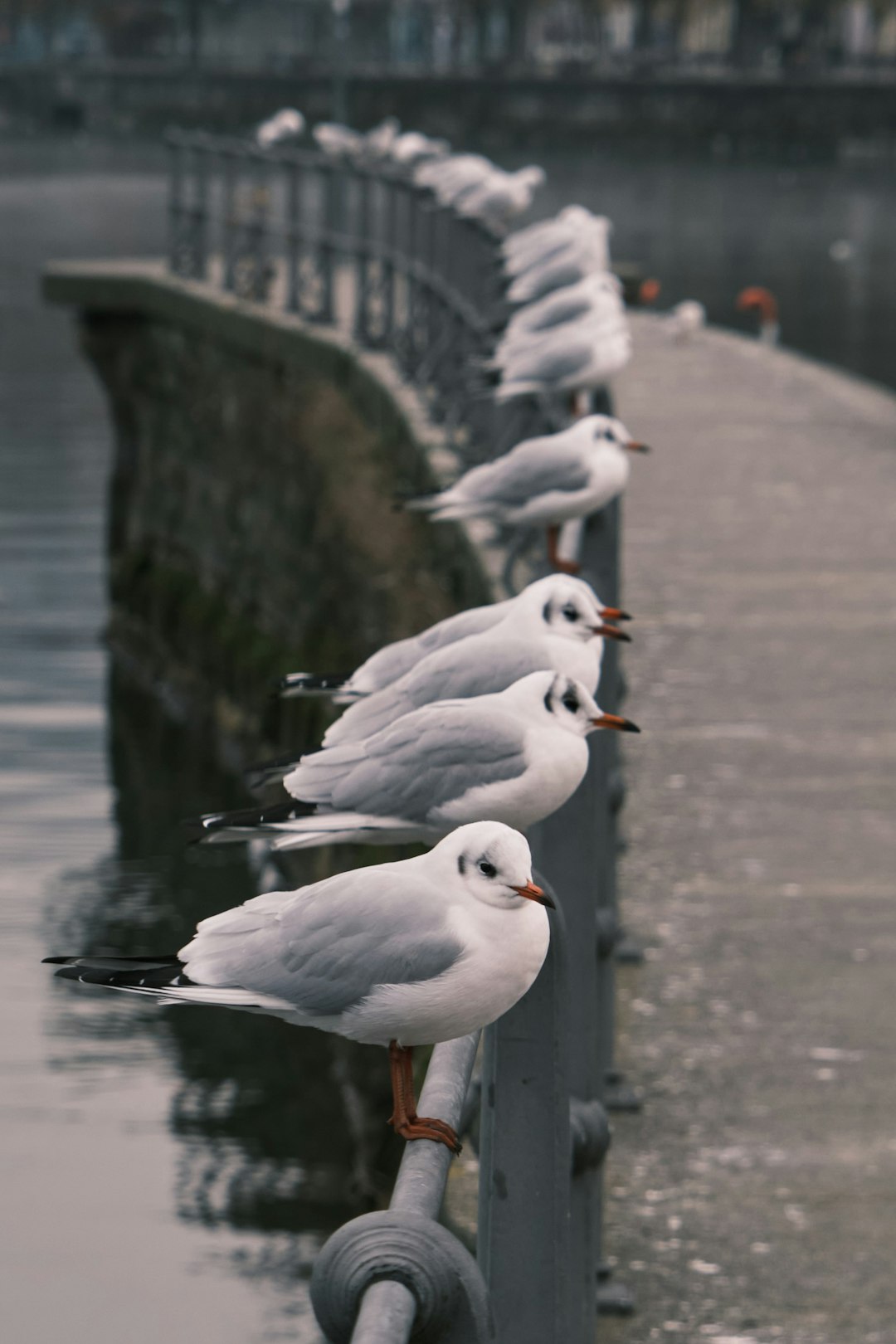 white bird flying over the water during daytime