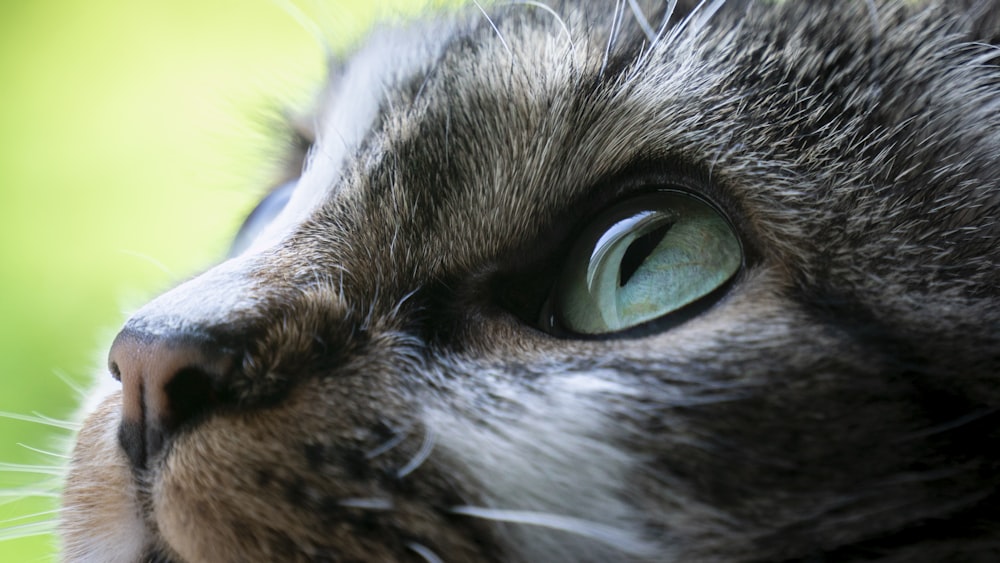 grey and white tabby cat