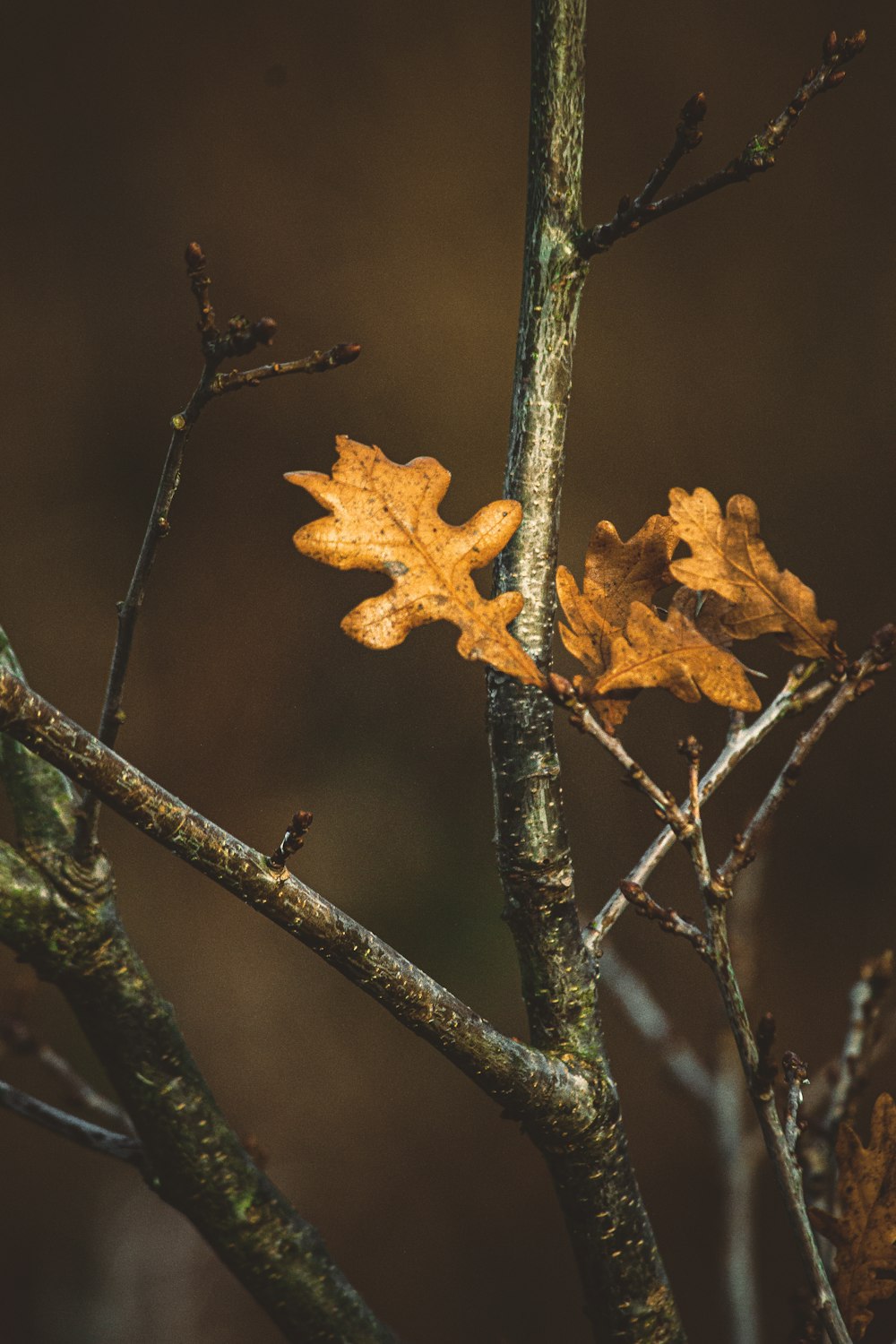 brown maple leaf on brown tree branch
