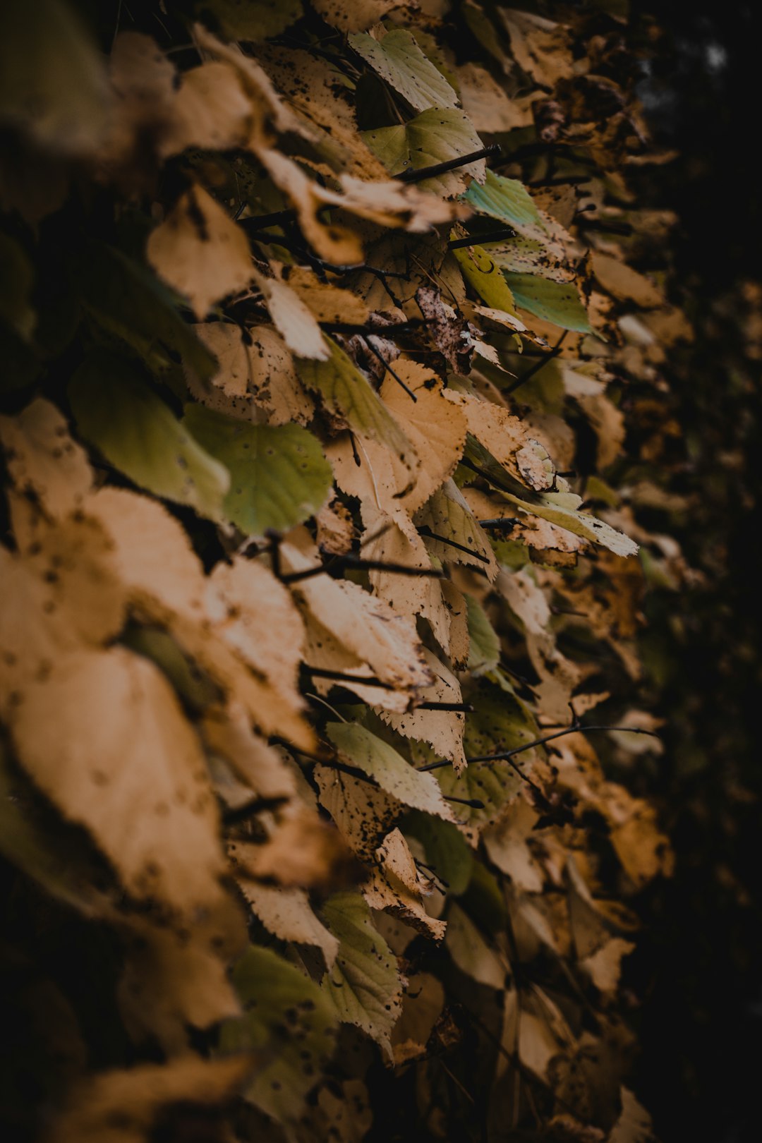 green leaves on brown rock