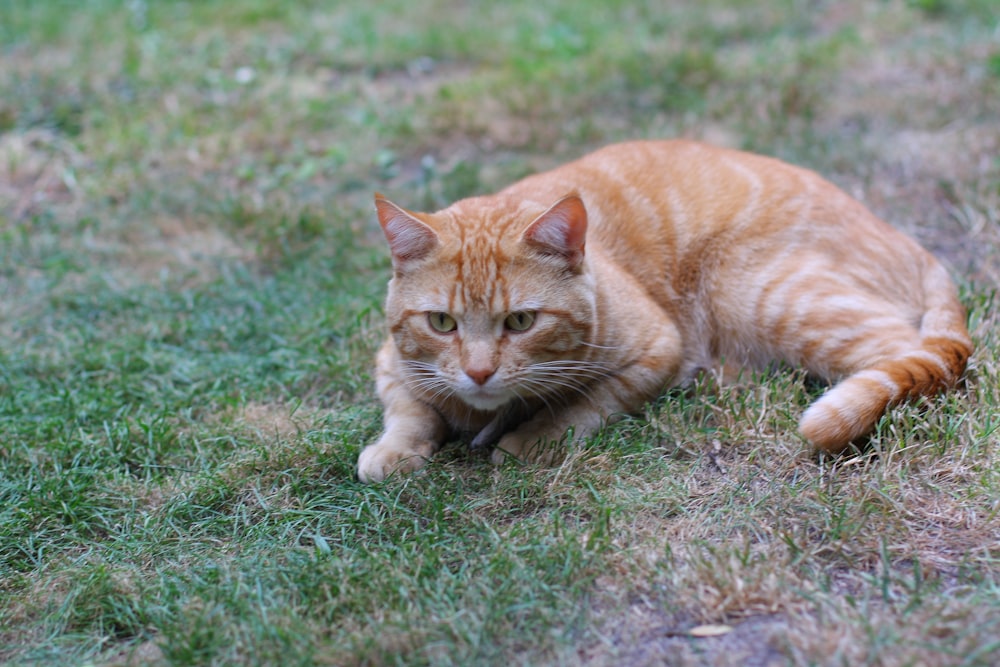 昼間の緑の芝生のオレンジ色のぶち猫