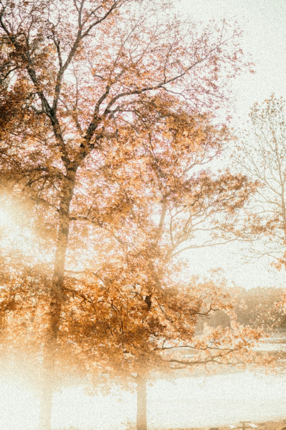 brown trees on a sunny day