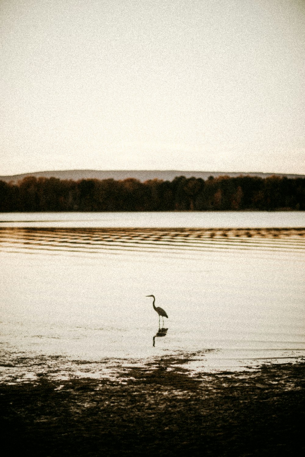 white swan on body of water during daytime