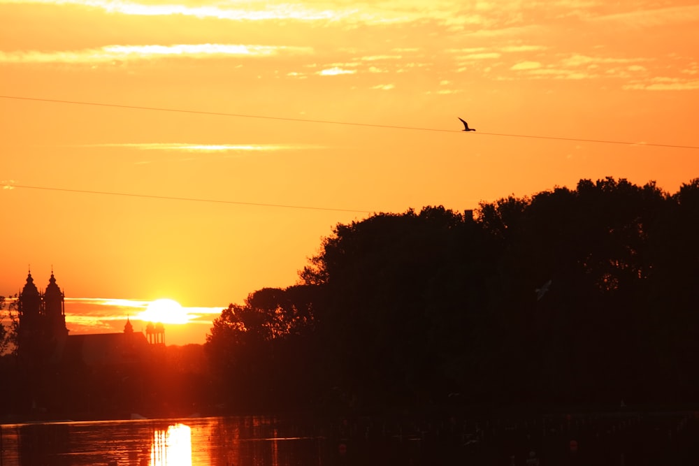 silhouette of trees during sunset