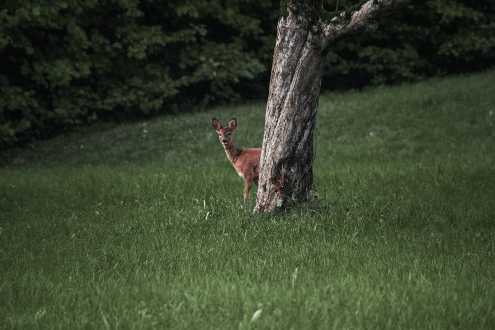 Cerf brun sur un champ d’herbe verte pendant la journée