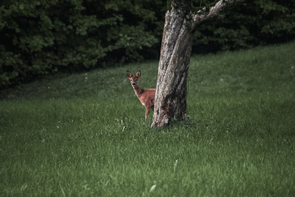 brown deer on green grass field during daytime