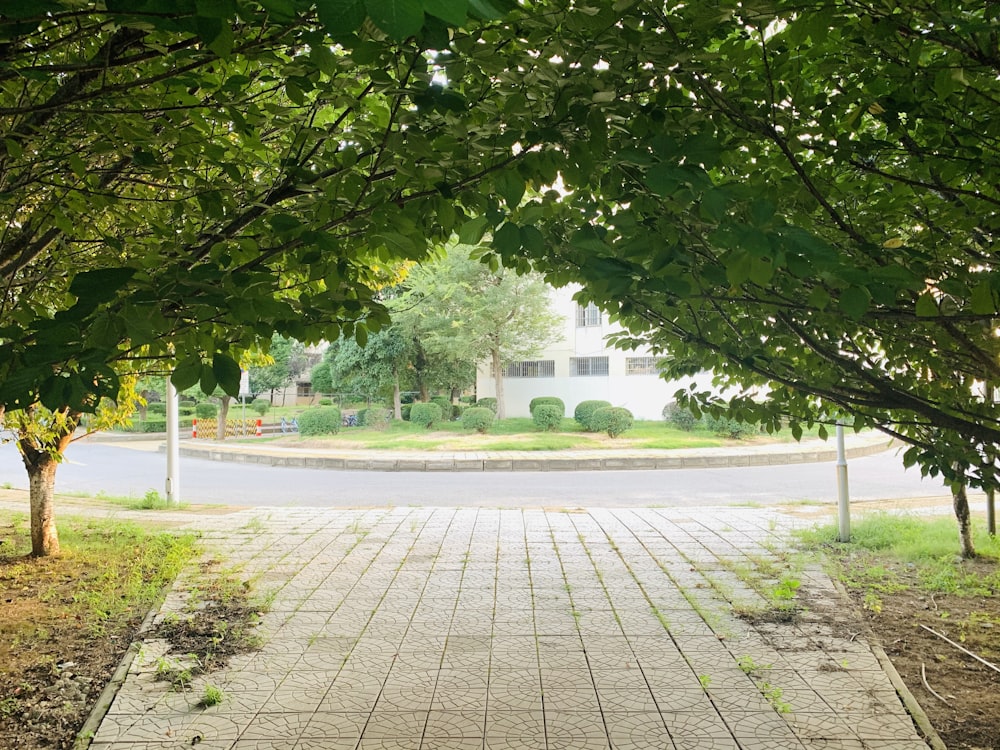 Grüner Baum auf grauem Betonweg